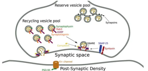 Figure  6.  Schematic  representation  of  the  synapse  with  identification  of  presynaptic  proteins  (Adapted from Osimo et al., 2019)
