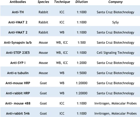 Table  1.  Primary  and  secondary  antibodies  used  for  immunocytochemical  and  western  blot  techniques, the respective species, dilution, and company