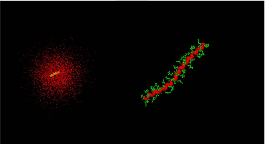 Figure 2. Left figure: Three dimensional display of the poly- poly-glutamine-water system; the water molecules are in red and the protein is in yellow