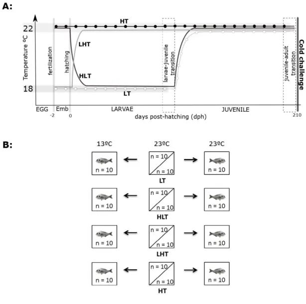 Fig. 1. Schematic representation of the temperature regimes that gilthead sea bream were exposed  994 