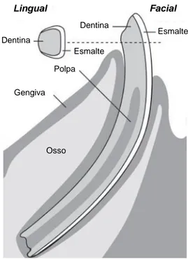 Figura 2 - Estrutura anatómica dos  incisivos do coelho 