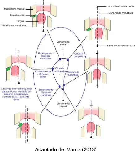 Figura 4 - Movimentos mandibulares durante a mastigação (tipo 2 do ciclo  mastigatório)  Molariforme maxilar Bolo alimentar Língua Molariforme mandibular Ciclo da  mastigação