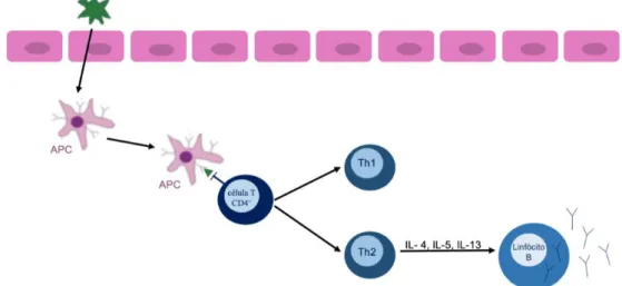 Figura 3 – Esquema ilustrativo da fase de sensibilização (adaptado de Leonardi, 2013b)