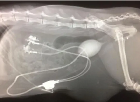 Figura 1 – Radiografia abdominal de um gato em projeção latero-lateral onde é visível o bypass  ureteral  subcutâneo  após  administração  de  contraste  para  detecção  de  possíveis  zonas  de  obstrução