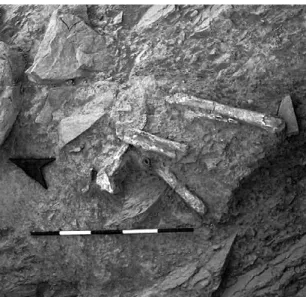 FIGURA 11.  Tholos do Cerro do Malhanito. Pormenor do conjunto osteológico hu- hu-mano, associado a uma conta escura, de grauvaque, representada na Fig