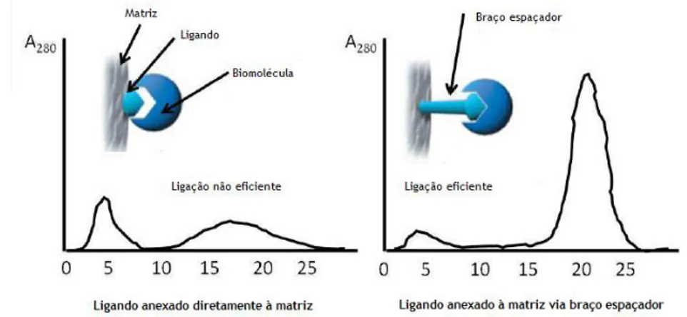 Figura 5. Cromatogramas representativos do perfil de eluição na presença e ausência do braço  espaçador (adaptada de Magdeldin et al., 2012)
