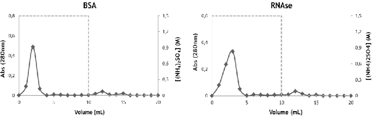 Figura  16.  Perfil  cromatográfico  obtido  com  o  suporte  C1.  Injeção  de  100  µL  de  proteína  correspondente (12,5 mg/mL) utilizando para o passo de ligação a solução tampão de (NH 4 ) 2 SO 4  1,5 M  em  Tris-HCl  10  mM  a  pH  8  e  para  o  pas