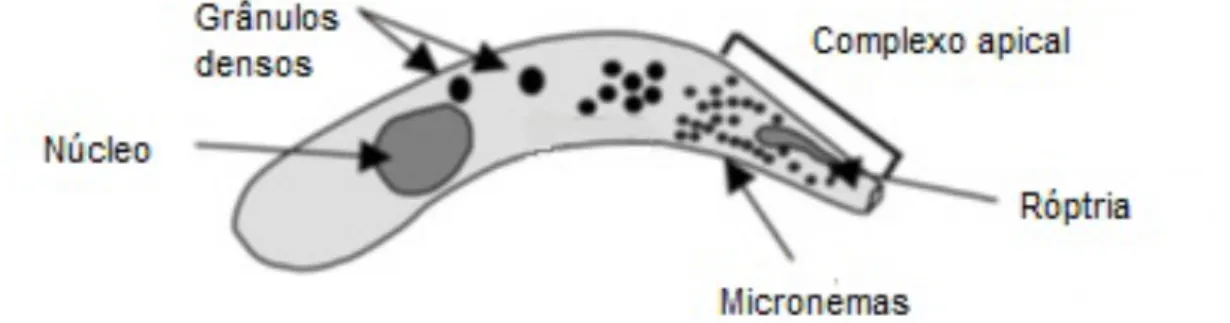 Figura 4. Representação do esporozoíto de Cryptosporidium spp. (adaptado de O’Hara &amp; Chen,  2011) 