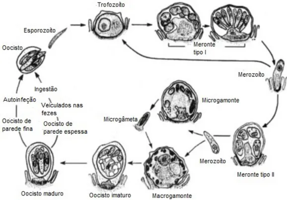 Figura 5. Ciclo de vida do Cryptosporidium parvum (adaptado de Fayer, 2008) 