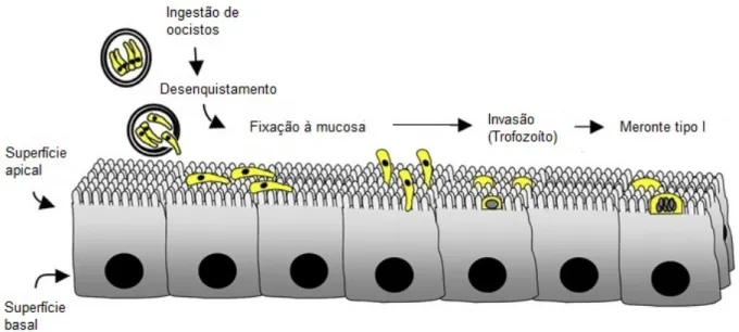 Figura 6. Representação da invasão das células epiteliais do intestino por Cryptosporidium spp