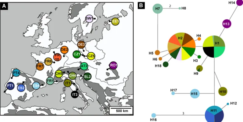 Fig 2. Median Joining Network indicating the relationship among COI haplotypes of Euphydryas aurinia 