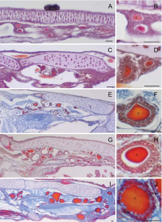 Fig. 2 Cleveland–Wolfe trichrome staining on sagittal sections of diﬀerent