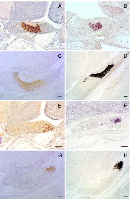 Fig. 4 Sagittal sections of Atlantic halibut larvae demonstrating the ontogeny of the principal endocrine cells in the pituitary gland.
