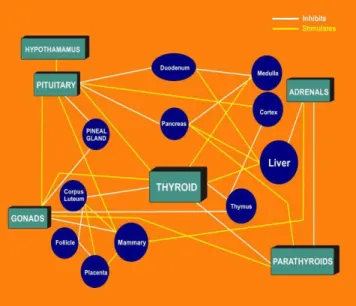 Fig  1.1:   Schematic  representation  of  the  relationship  of  endocrine  organs  with  the  body  tissues