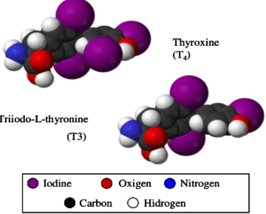 Fig 1.2:  Molecular structure of the two thyroid hormone bioactive forms, thyroxine and triiodo-L-thyronine