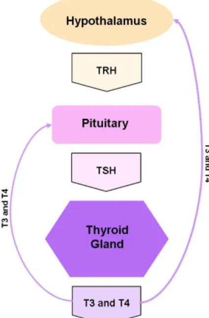 Fig 1.3: Fig.   Schematic representation of the basic elements of the Hypothalamic-Pituitary-Thyroid (HPT) Axis: 