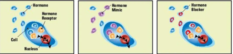 Fig  1.7:  Schematic  representation  of  the  normal  response  of  a  cell  to  a  hormone  (left)  and  for  the  some  of  the  endocrine disruption mechanisms – hormone mimic (middle) and hormone blockage (right)