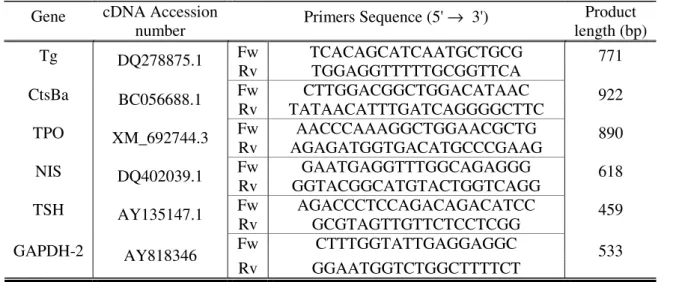 Table 2.3: cDNA accession numbers acquired from the  in  silico studies, primer sequences for RT-PCR  reactions, forward (Fw) and reverse (Rw), complementary to the cDNA sequences of the genes encoding  for  the  proteins  Tg,  CtsBa,  TPO,  NIS,  TSH  and