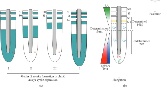 Figure 2: The molecular clock and wavefront. (a) Representation of the segmentation clock, visualized as distinct phases of expression (I, II, and III) of the chick oscillating gene hairy1 [32]