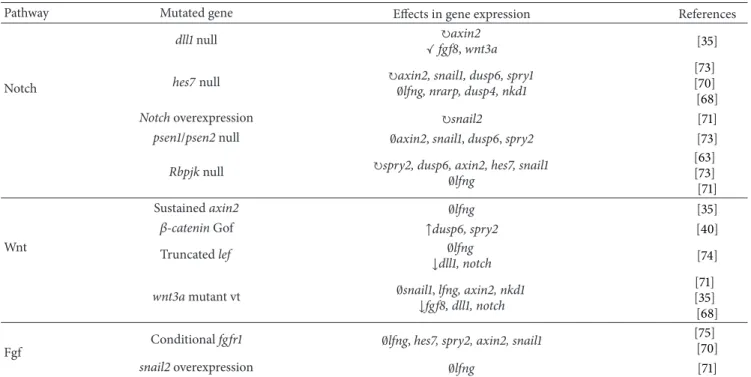 Table 2: Mutations in key genes belonging to the Notch, Wnt, and Fgf signaling pathways and subsequent phenotype observed in the expression of genes involved either in the molecular clock or in the wavefront of differentiation