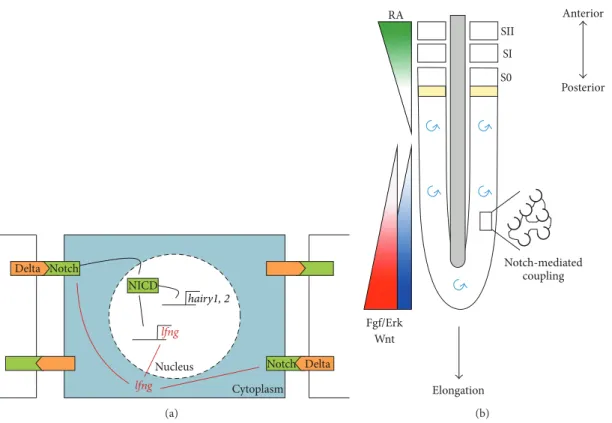 Figure 3: Cell-cell coupling in the somitogenesis clock. (a) Representation of the intercellular coupling achieved by Delta/Notch communication and the feedback loop underlying the generation of lfng oscillations in the chick embryo