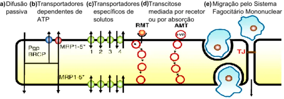 Figura 4 - Mecanismos de transporte de moléculas através da barreira hematoencefálica  (adaptado de Abbott et al