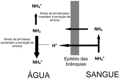Figura  2:  Modelo  do  efeito  do  pH  ambiental  na  excreção  de  amónia  através  do  epitélio  das  brânquias dos peixes (Adaptado de Ip et al