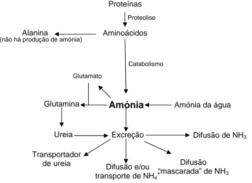 Figura 3: Sumário de algumas estratégias adoptadas pelos peixes para diminuir a toxicidade por  amónia (Adaptado de Ip et al