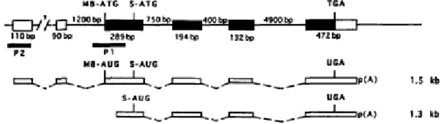 Figure 2.  The structure of human COMT gene. Thin line represents introns and the boxes the  exons