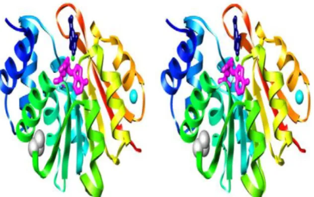 Figure  3.  Crystal  structure  of  hSCOMT.  Ribbon  diagrams  of  human  108V  S-COMT  colored  from  blue  (N-terminus)  to  red  (C-terminus)  are  shown  in  stereo