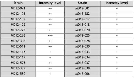 Figure 5-Fluorescent Nile red staining on agar plates of isolates 1: MD12-006;  2: MD12-581; 3: MD12- MD12-226;  4: MD12-107