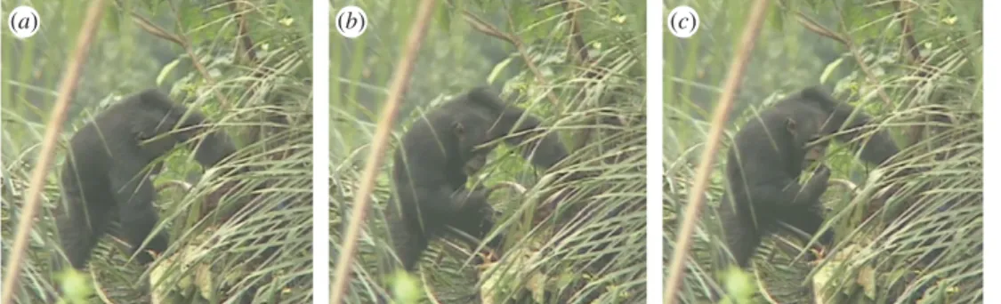 Figure 2. Adult male chimpanzee (FF) uses a leaf tool to drink raffia sap from a container (see also electronic supplementary material, video S1): (a) FF inserts right hand holding the leaf tool into the fermented palm sap container, (b) retrieves the leaf