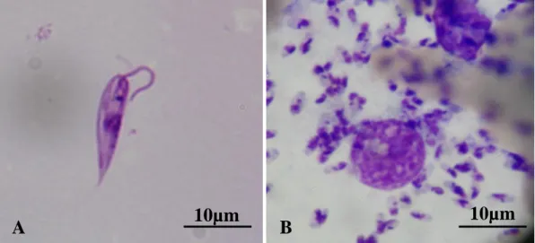 Figura 3. Aspecto da forma promastigota (A) e de formas amastigotas (B) no interior de  macrófagos de cão