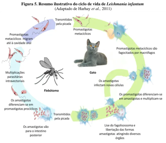 Figura 5. Resumo ilustrativo do ciclo de vida de Leishmania infantum   (Adaptado de Harhay et al., 2011) 