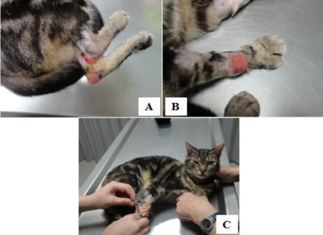 Figura 10. Lesões dermatológicas de um gato com Lfel   (Cortesia da Dra. Alexandra Basso – Hospital Veterinário FMV/UTL) 