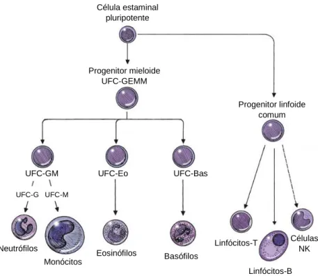 Figura  1:  Diferenciação  dos  leucócitos  a  partir  de  células  estaminais  da  medula  óssea