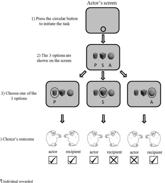 Figure 2 Procedure of Experiment 1 ‘‘three choices condition’’. Grey screen represents the screen of the actor.