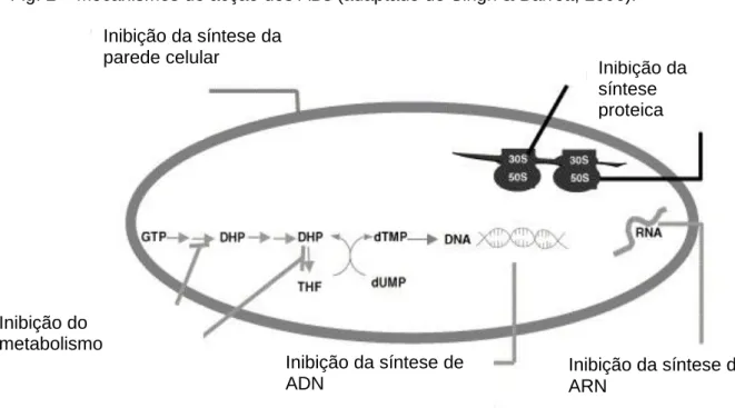 Fig. 2 – Mecanismos de acção dos ABs (adaptado de Singh &amp; Barrett, 2006). 