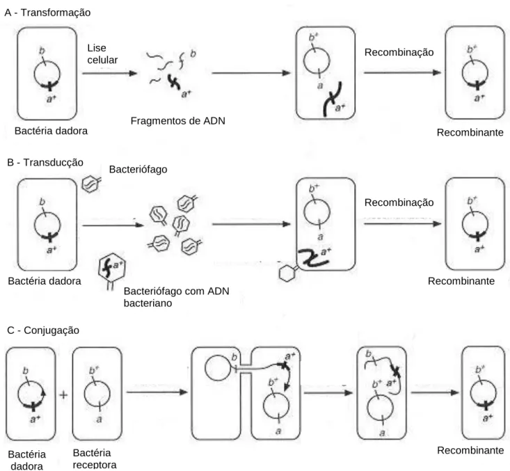 Fig.  4  –  Transferência  de  informação  genética  entre  bactérias:  transformação  (A),  transducção (B) e conjugação (C) (adaptado de Holmes &amp; Jobling, 1996)