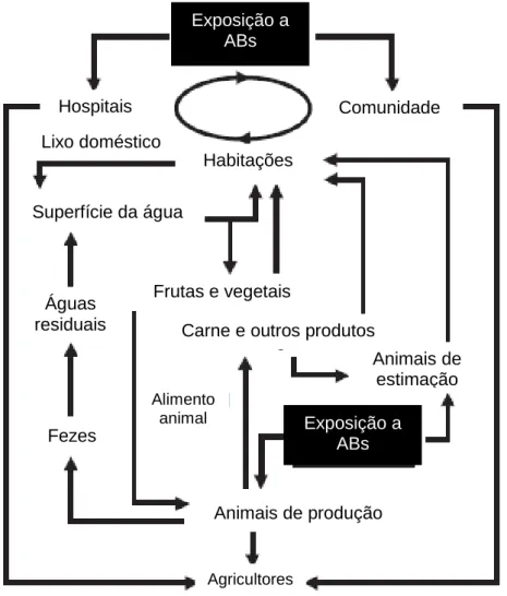 Fig.  5  –  Possíveis  meios  de  transmissão  de  bactérias  resistentes  entre  o  Homem  e  os  animais (adaptado de FVE, 1999) 
