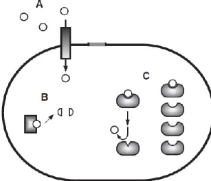 Fig.  6  –  Principais  mecanismos de  resistência bacteriana  aos  ABs  β-lactâmicos  (adaptado  de Yoneyama &amp; Katsumata, 2006)
