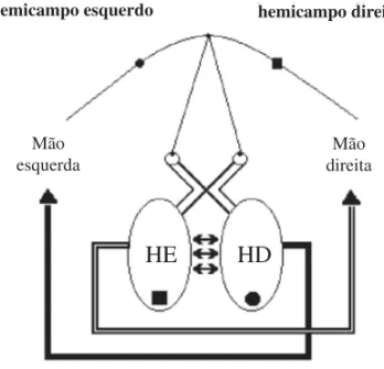 Figura 1. Esquema em que estão representados os  dois hemicampos visuais, os dois hemisférios  cere-brais (HE - hemisfério esquerdo; HD - hemisfério  direito) e os dois efetores (mão esquerda e mão  di-reita)