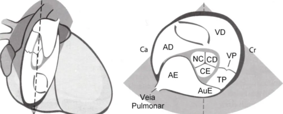 Figura 11. Esquema da vista direita em corte transversal a nível da base do coração com a  aorta (adaptado de Brown &amp; Gaillot, 2008)