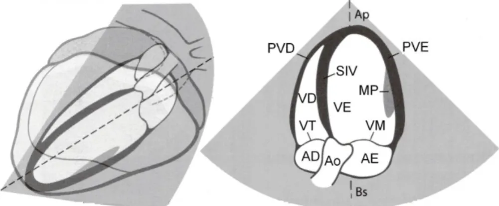 Figura  13.  Esquema  da  vista  esquerda  em  corte  longitudinal  apical  com  observação  do  plano de “cinco” câmaras (adaptado de Brown &amp; Gaillot, 2008)