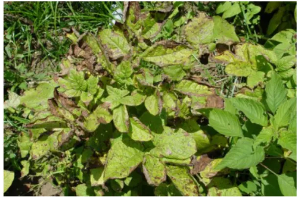 Fig.    2a  -  Mancha  com  anéis  concêntricos  numa  infeção de Alternaria sp. em folha de batateira; 