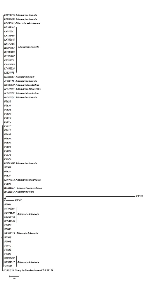 Fig.    7  -  Dendrograma  consenso  resultante  da  análise  das  sequências  nucleotídicas  da  região  ITS  do  DNA  ribossomal  para  isolados  de  Alternaria  spp.,  obtido  através  do  agrupamento  por Maximum  Likelihood  method; 