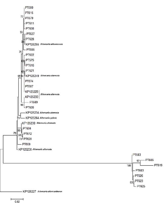 Fig.    9  -  Dendrograma  consenso  resultante  da  análise  das  sequências  nucleotídicas  de  fragmentos  da  região  KOG1058 para isolados de Alternaria spp., obtido através do agrupamento por Maximum Likelihood method; foram  utilizadas 1000 bootstra