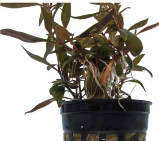 Fig. 8 - Produção de raízes nos caules de Althernanthera rosaefolia ‘Mini’  