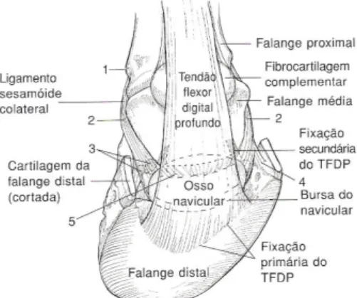 Figura  4–  Corte  parassagital  do  dígito  equino  mostrando  a  intersecção  do  ligamento  sesamóide  distal  ímpar  e  o  tendão  flexor  digital  profundo  (seta);  1-  almofada  digital; 