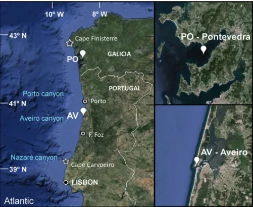 Fig. 1. Map of NW Iberia showing the position of the two HAB long term monitoring stations, PO located in front of Bue´u in Rı´a de Pontevedra (Galicia, NW Spain) and AV at the entrance of Ria de Aveiro (Portugal).
